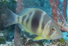 AC1104fish